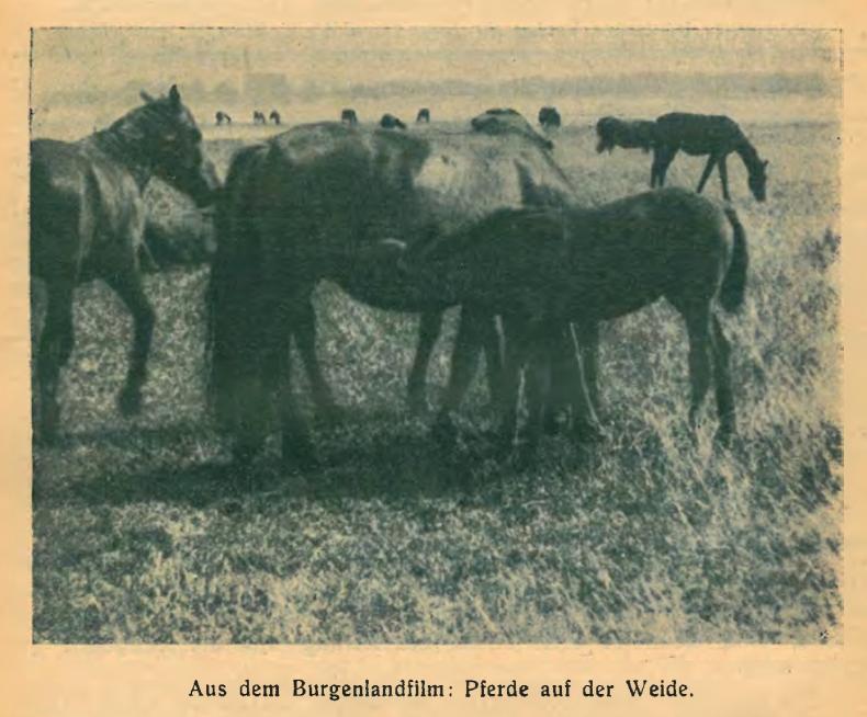 Scenes that were used to promote the film in the magazine published by the producer collective. (“Aus dem Burgenlandfilm” Das Bild 2, no. 12 (1925), 186–187.)